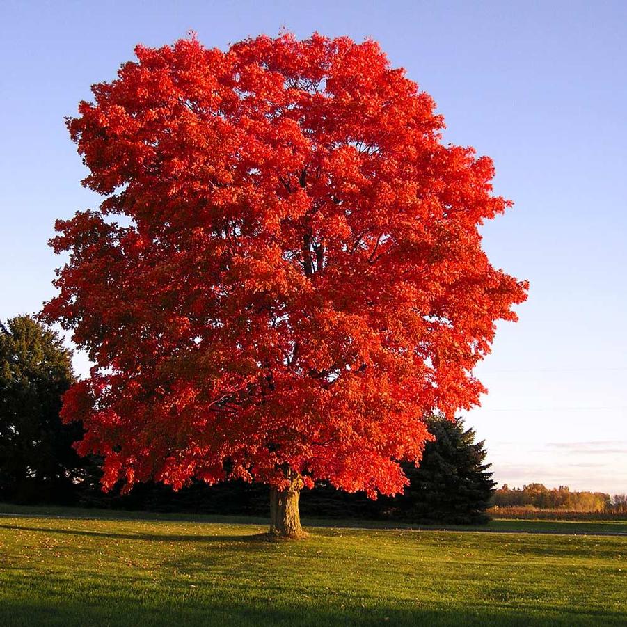 Acer rubrum Red Sunset®