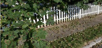 Put the axe down: Your trees may look sick, but arborist says most will recover