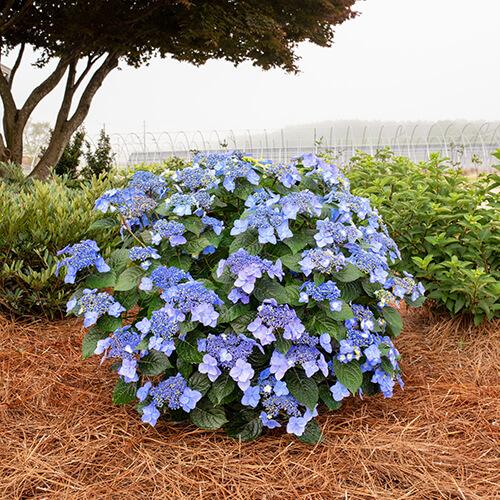 Hydrangea macrophylla Pop Star®
