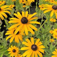 Rudbeckia fulgida var. deamii 