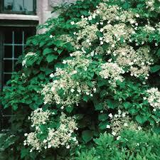 Schizophragma hydrangeoides Flirty Girl®