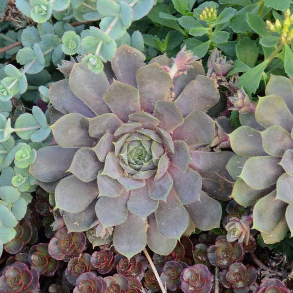 Sempervivum arachn.Blue Ice 