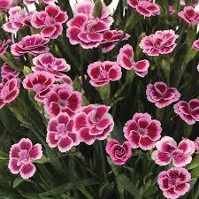 Dianthus Pink Kisses™