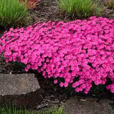 Dianthus Vivid™ Bright Light
