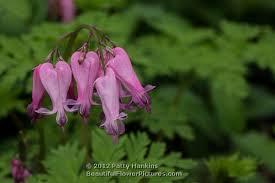 Dicentra eximia 