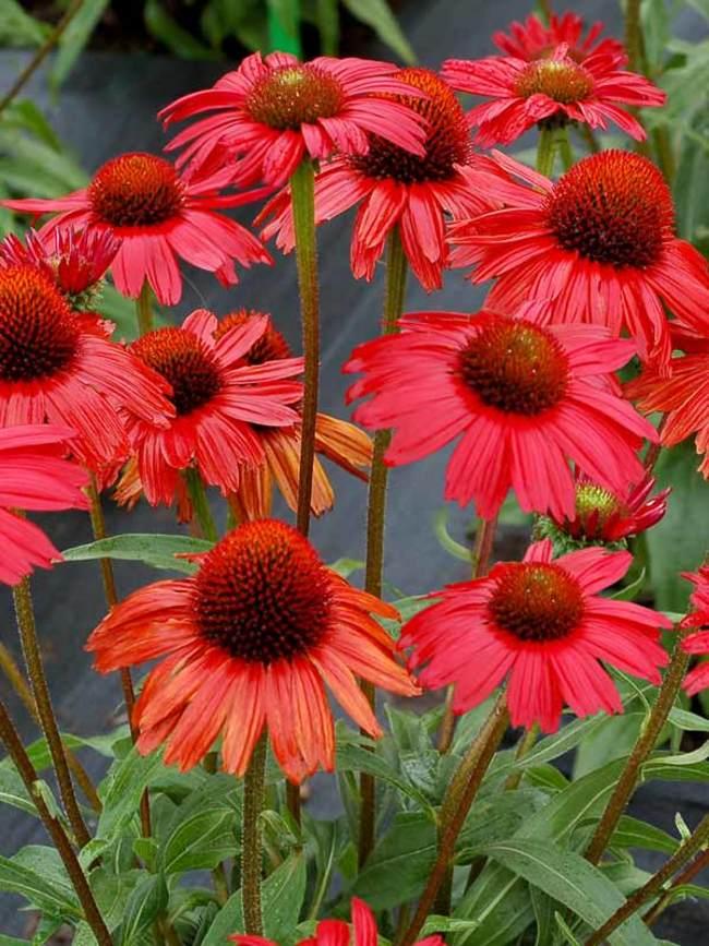 Echinacea Kismet® Red