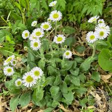 Erigeron pulchellus var. pulchelus Lynnhaven Carpet
