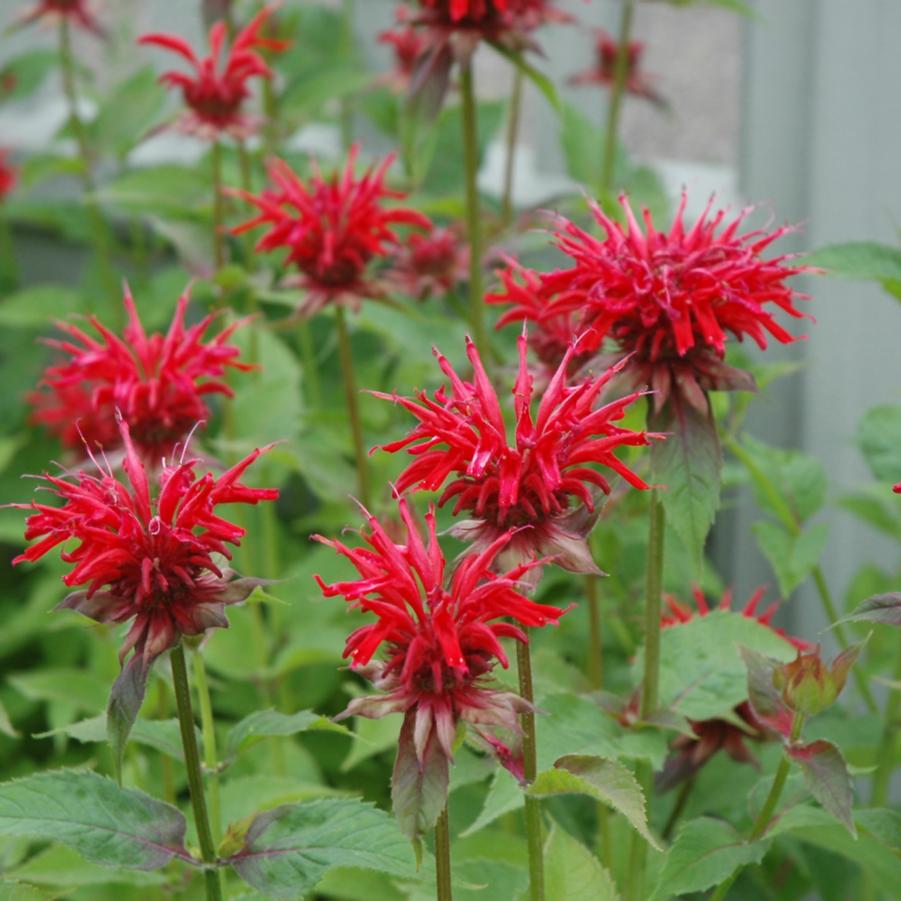 Monarda Jacob Cline