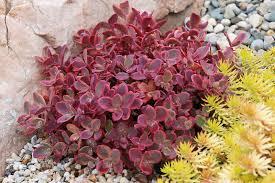 Sedum Sunsparkler® Wildfire
