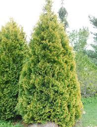 Thuja occidentalis 