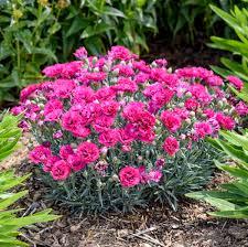 Dianthus Fruit Punch® Spiked Punch