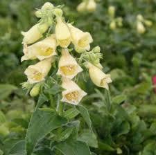 Digitalis grandiflora Carillon