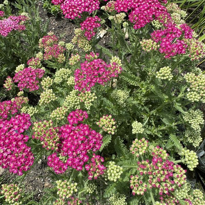 Achillea Firefly Fuchsia