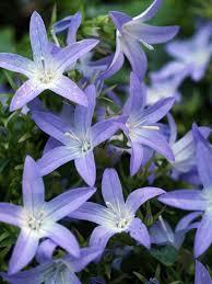 Campanula poscharskyana Blue Waterfall™