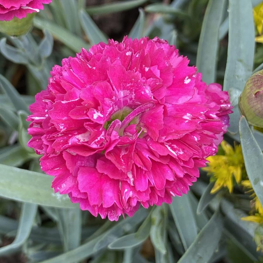 Dianthus Fruit Punch® Funky Fuchsia