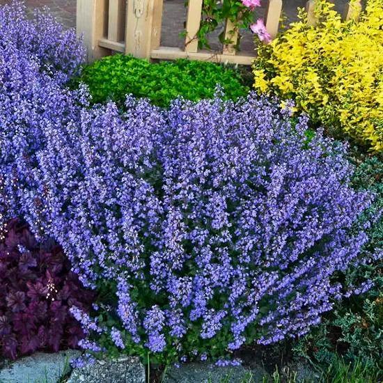 Nepeta racemosa Blue Wonder