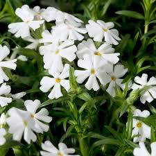 Phlox subulata Snowflake