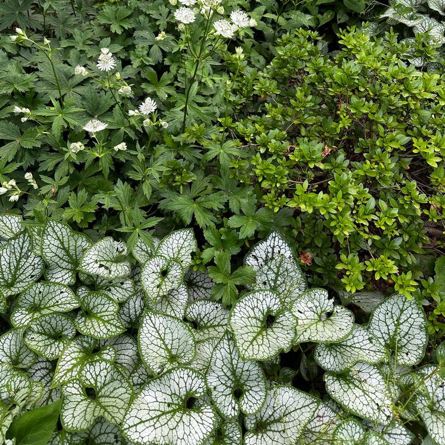 Brunnera macrophylla Silver Heart
