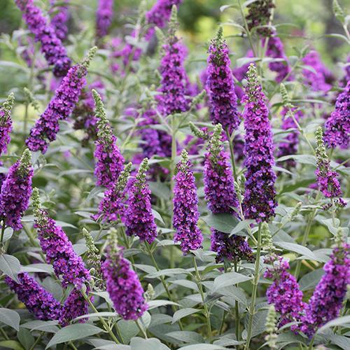 Buddleia Miss Violet