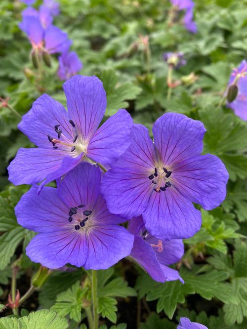 Geranium Johnson's Blue