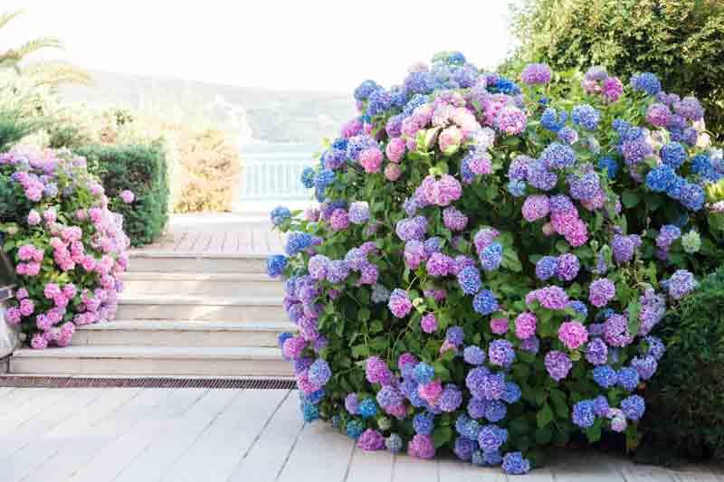 Hydrangea macrophylla Wee Bit Grumpy® 