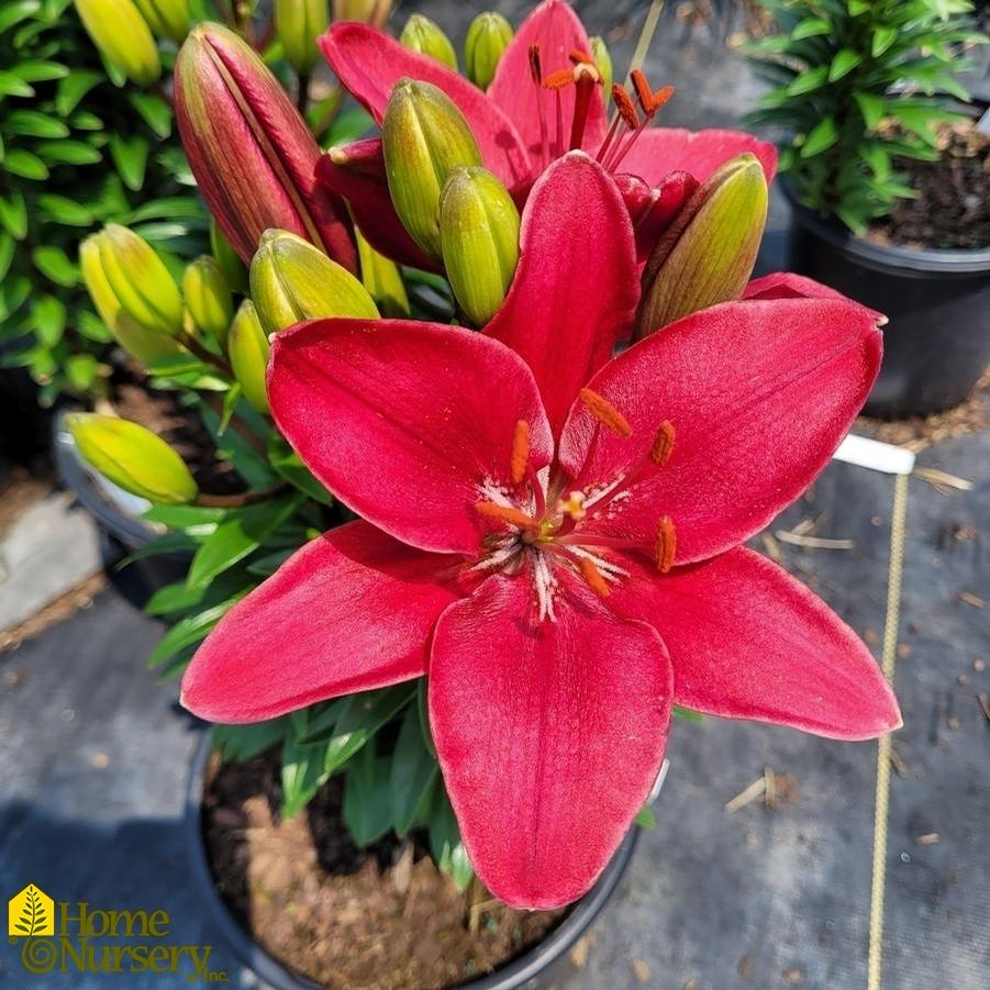 Lilium FantAsiatic Raspberry