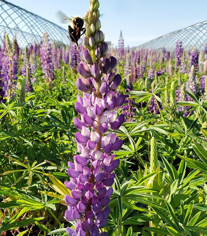 Lupinus polyphyllus Gallery Blue