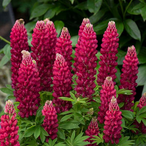 Lupinus polyphyllus Gallery Red