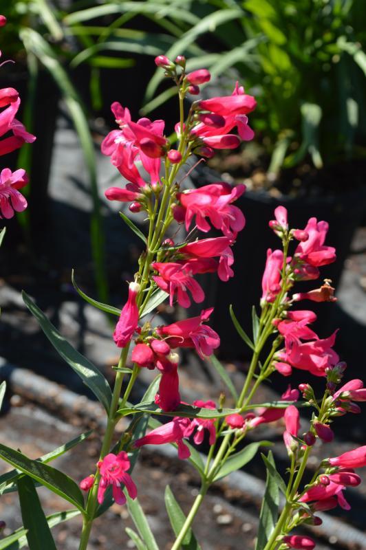 Penstemon MissionBells™ Deep Rose
