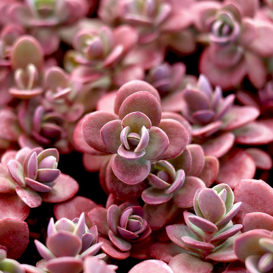 Sedum Sunsparkler® Firecracker