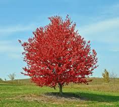 Acer rubrum Red Rocket