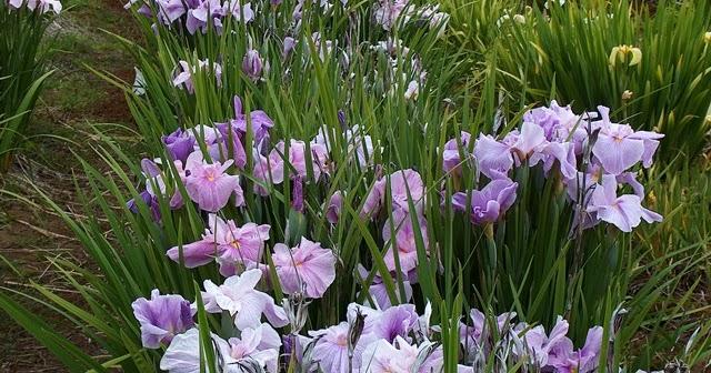 Iris ensata Pinkerton