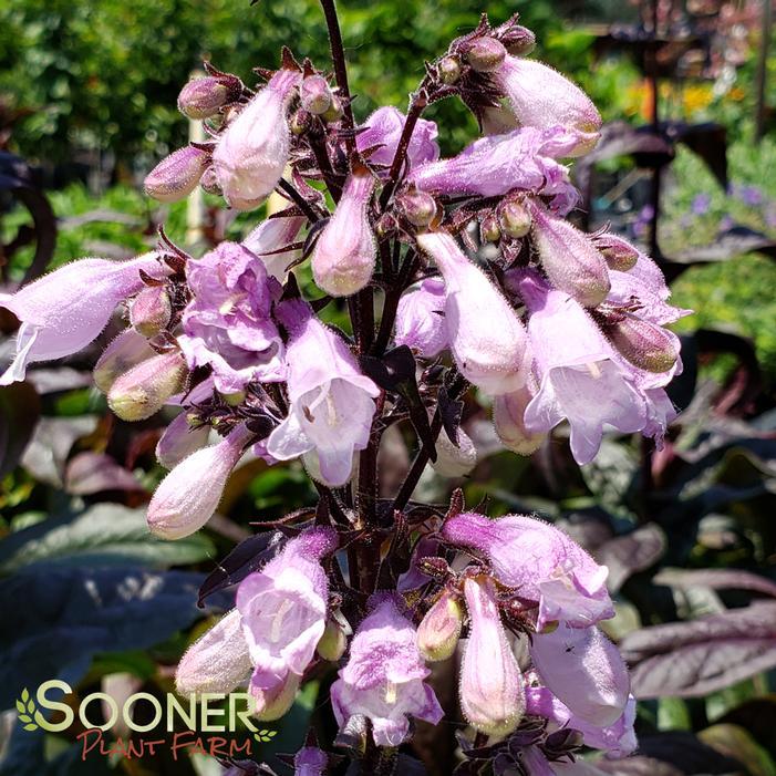 Penstemon digitalis Blackbeard
