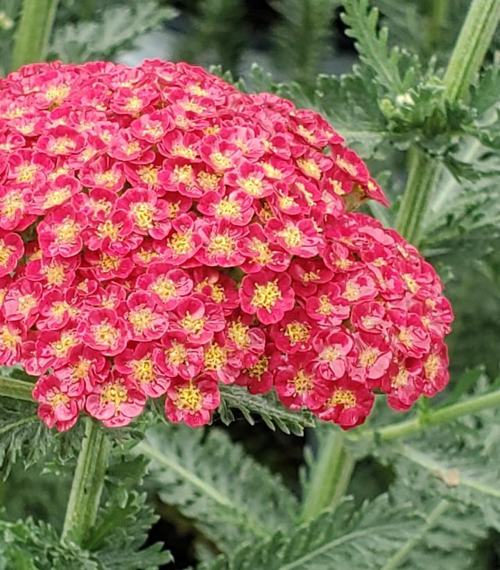 Achillea Firefly Red Pop