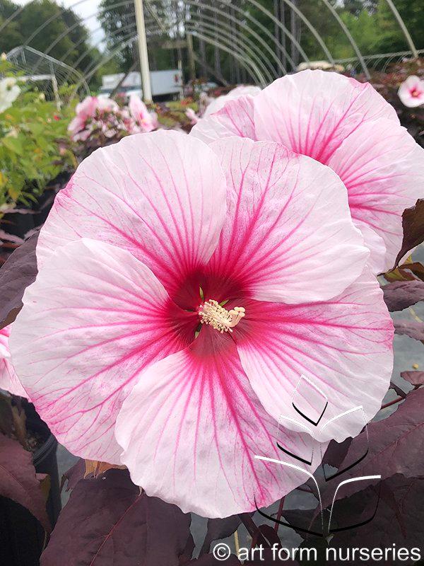 Hibiscus Dark Mystery