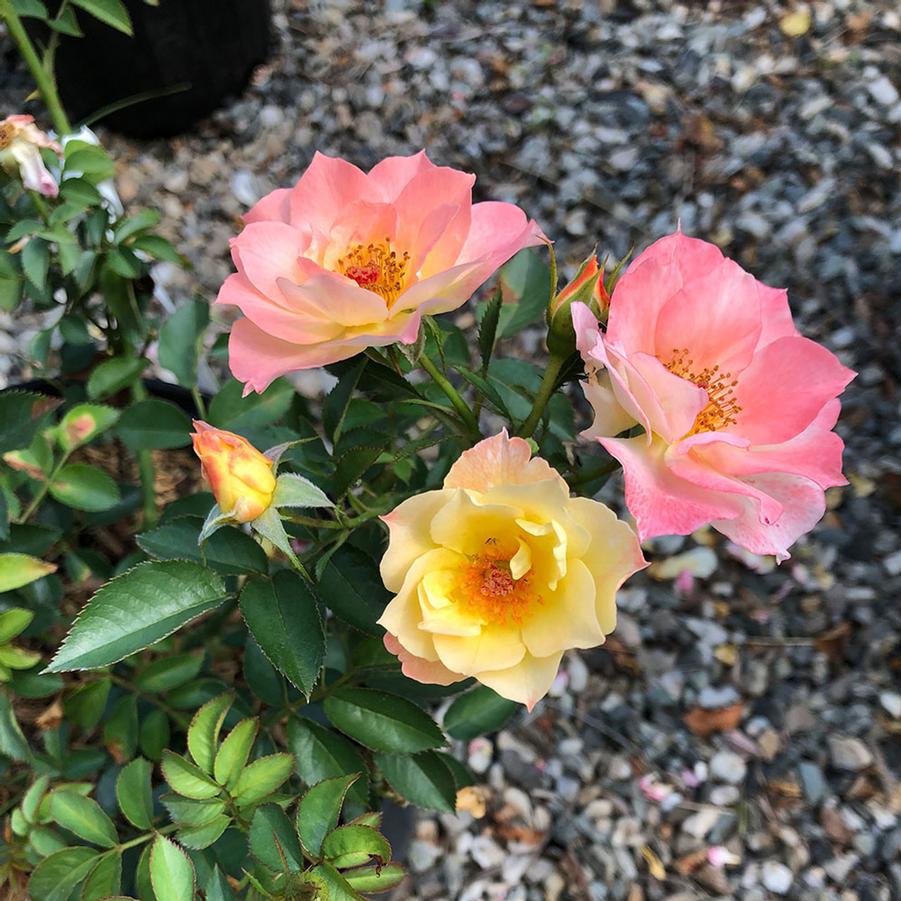 Rosa Oso Easy Italian Ice®
