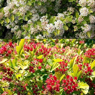 Physocarpus opulifolius Raspberry Lemonade™