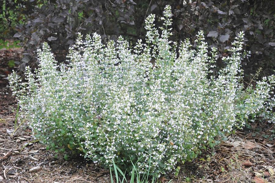 Calamingtha Montrose White 