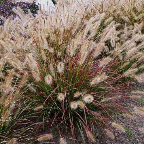 GR-Pennisetum Desert Plains 
