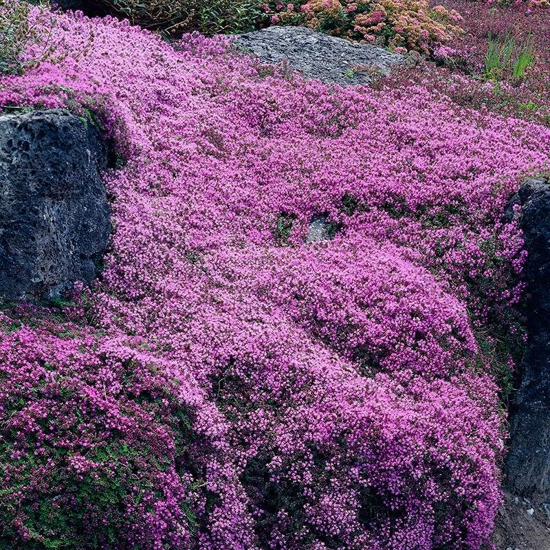 Thymus serpyllum Coccineum