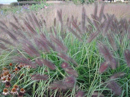 GR-Pennisetum Red Head 