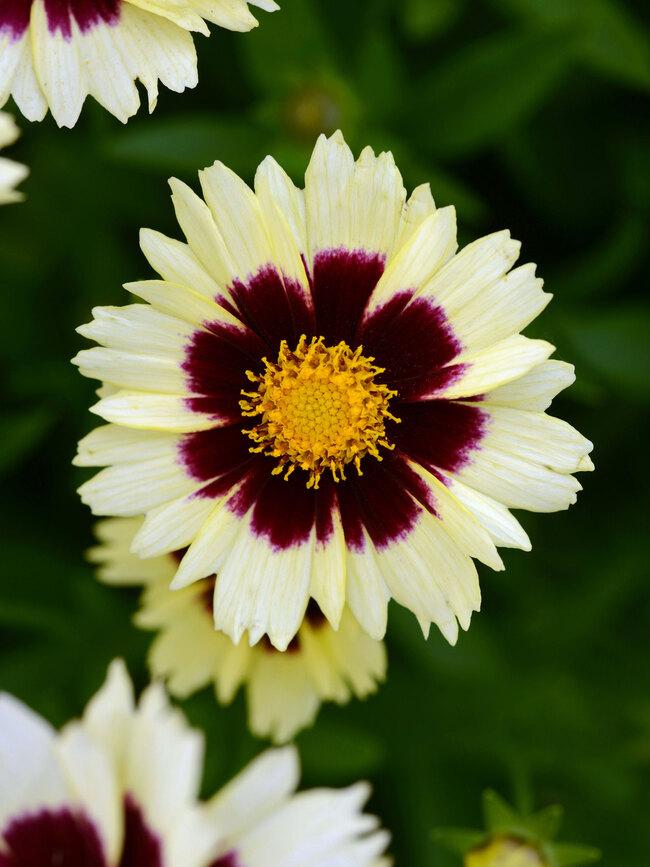 Coreopsis UpTick™ Cream