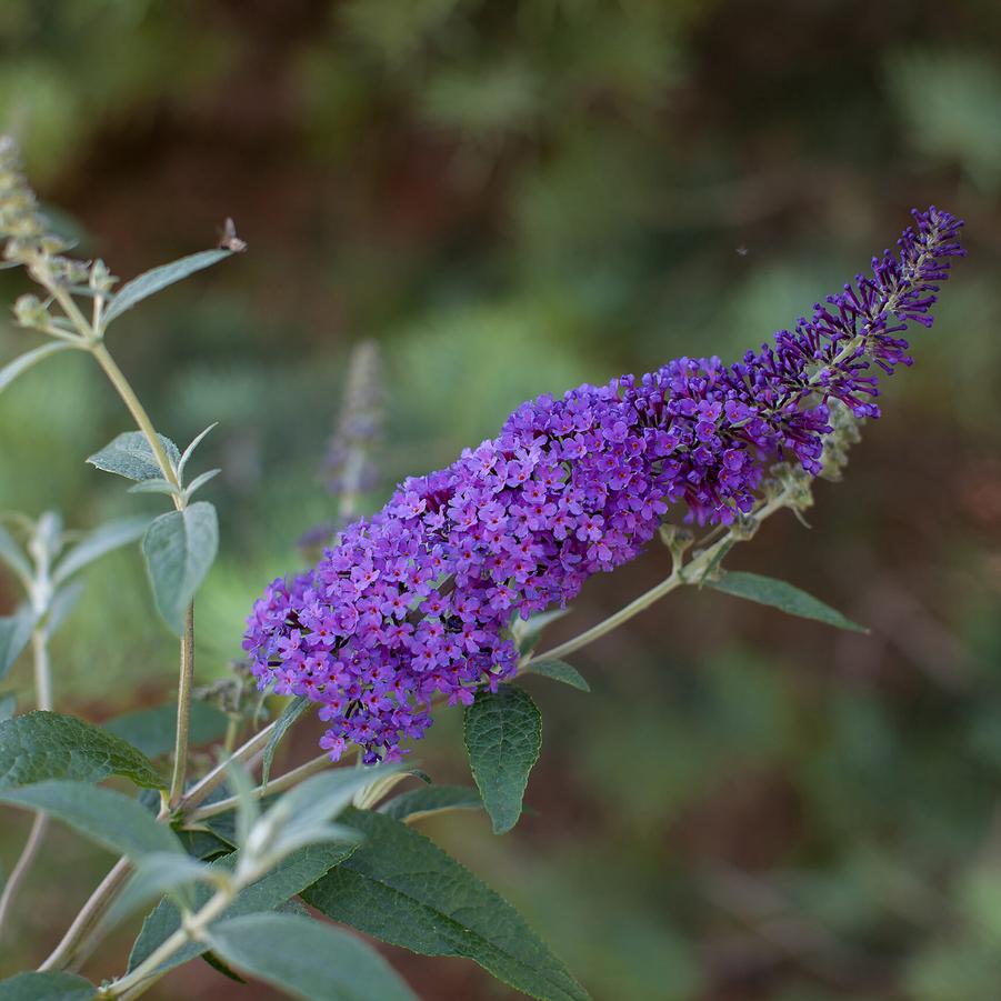 Buddleia davidii Psychedelic Sky™