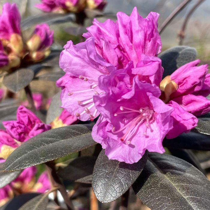 Rhododendron PJM Elite Star