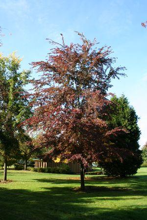 Ulmus Frontier