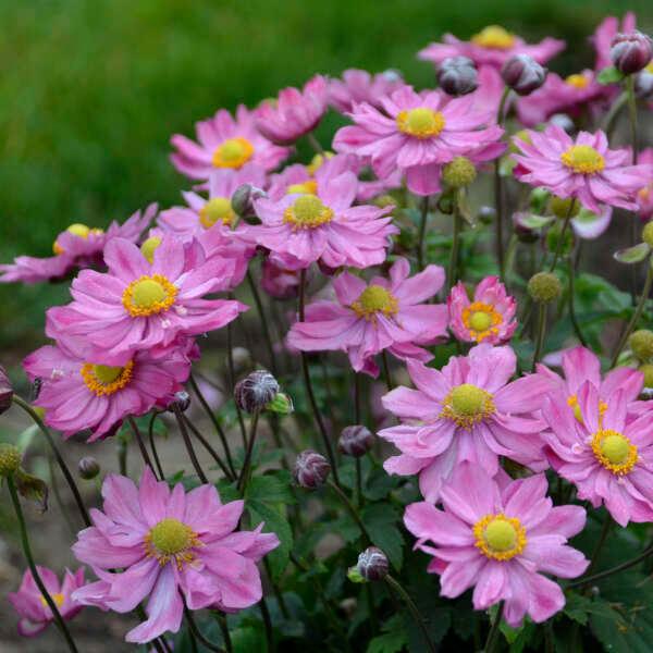 Anemone Curtain Call Pink