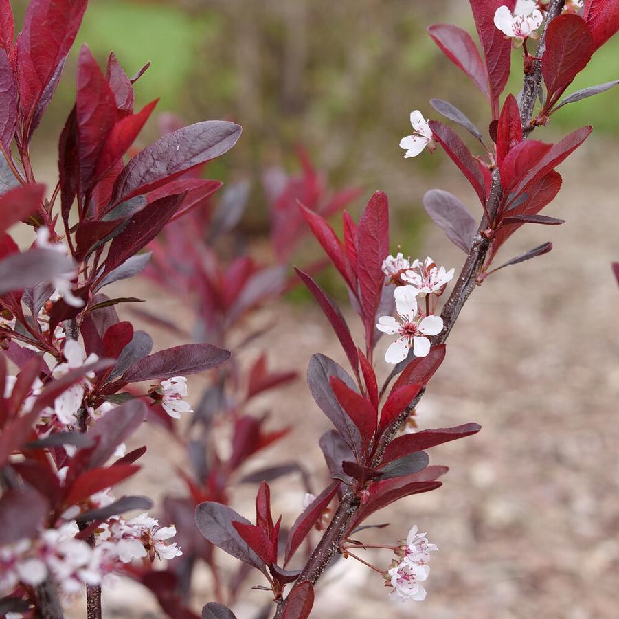 Prunus x cistena Stay Classy®