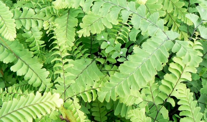 Adiantum pedatum 