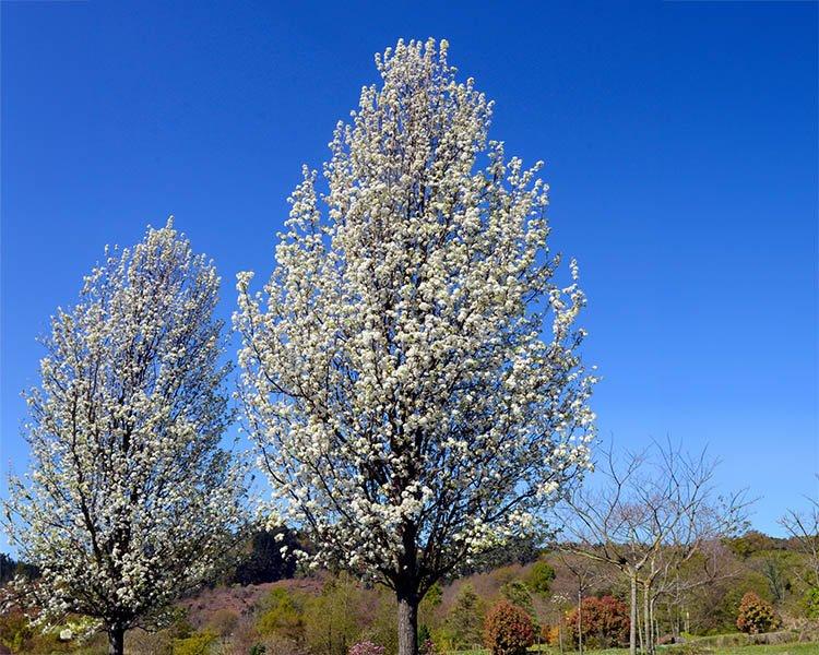 Pyrus calleryana Cleveland Select