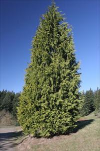 Thuja plicata 